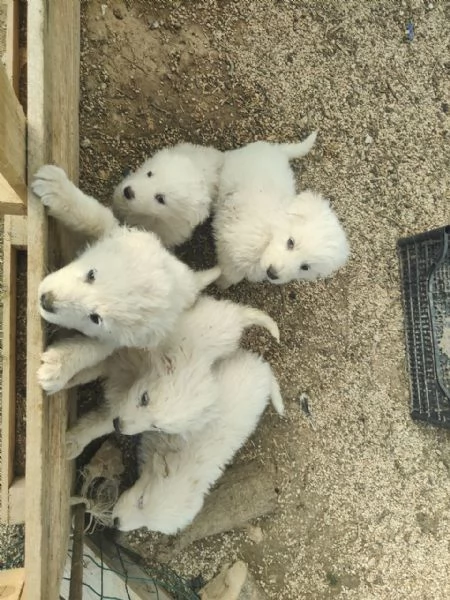 Maremmani  a Francavilla Fontana  cuccioli nati il 30 dicembre | Foto 2