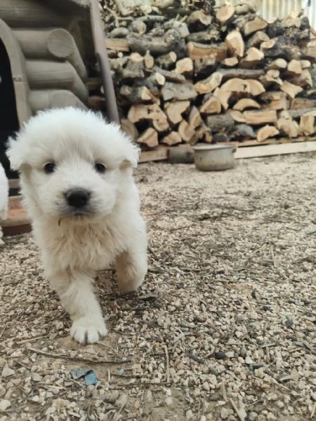 Maremmani  a Francavilla Fontana  cuccioli nati il 30 dicembre | Foto 0