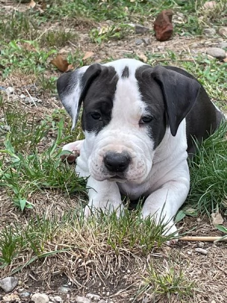 VENDO CAGNOLINI AMSTAFF femmine