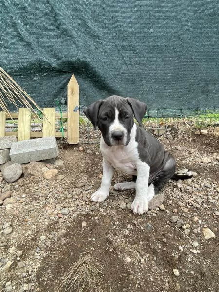 VENDO CAGNOLINI AMSTAFF femmine | Foto 6