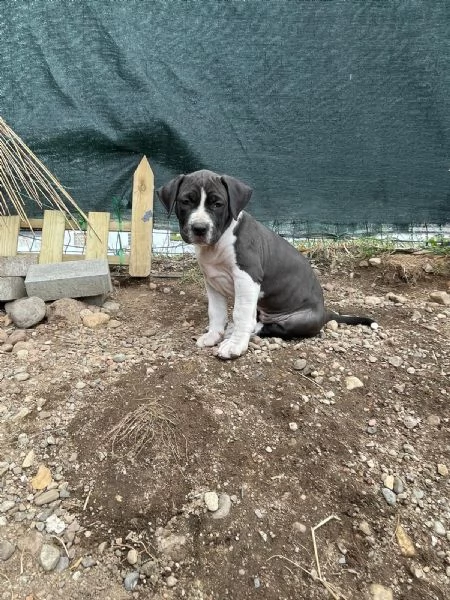VENDO CAGNOLINI AMSTAFF femmine | Foto 5