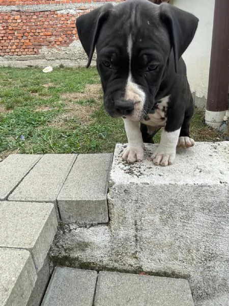 VENDO CAGNOLINI AMSTAFF femmine | Foto 4