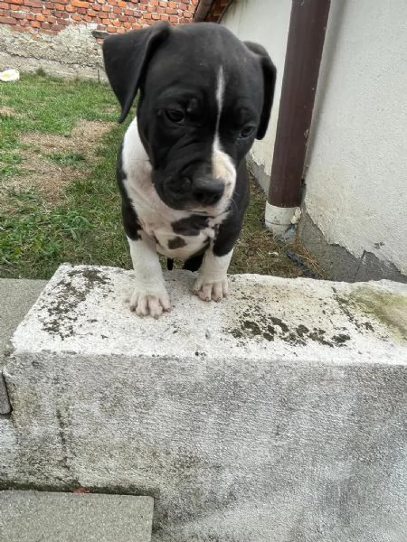 VENDO CAGNOLINI AMSTAFF femmine | Foto 3