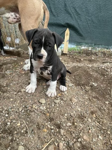 VENDO CAGNOLINI AMSTAFF femmine | Foto 2