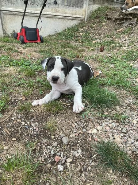 VENDO CAGNOLINI AMSTAFF femmine | Foto 1