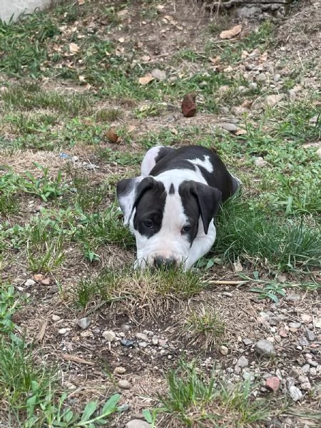 VENDO CAGNOLINI AMSTAFF femmine | Foto 0