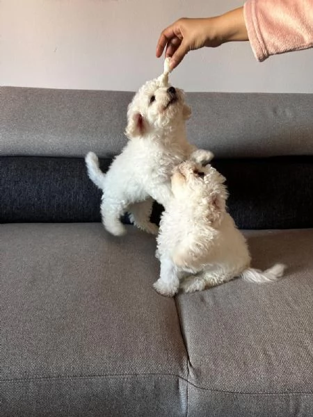 Maltese bichon