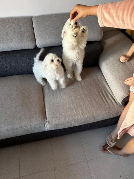 Maltese bichon | Foto 1