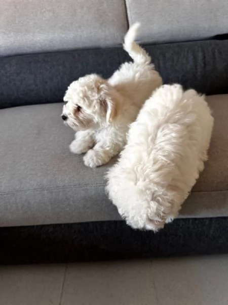 Maltese bichon | Foto 0