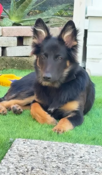 Cucciolo pastore tedescobelga | Foto 0