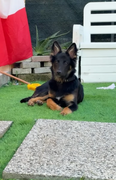 Cucciolo pastore tedescobelga