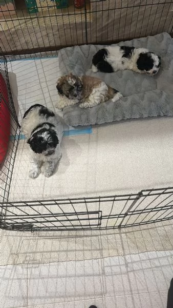 Cuccioli metagrave maltese bichon e metagrave shithtzu