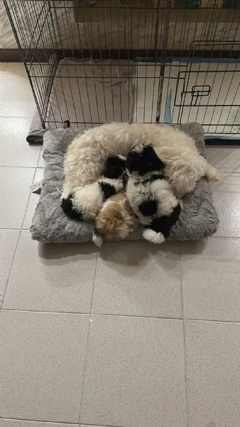 Cuccioli metagrave maltese bichon e metagrave shithtzu | Foto 3