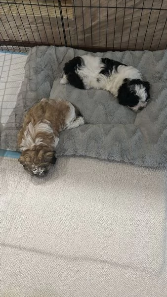 Cuccioli metagrave maltese bichon e metagrave shithtzu | Foto 1