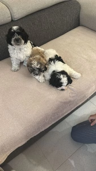 Cuccioli metagrave maltese bichon e metagrave shithtzu | Foto 0