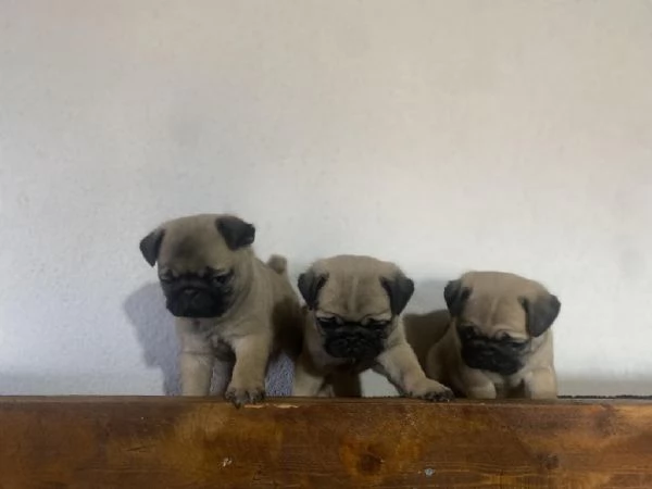 regala i nostri cuccioli di carlino maschio e femmina