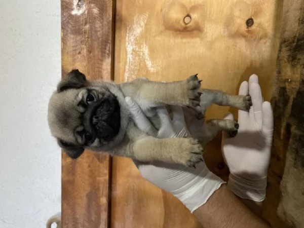 regala i nostri cuccioli di carlino maschio e femmina | Foto 2