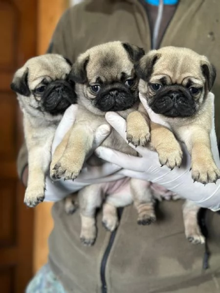regala i nostri cuccioli di carlino maschio e femmina | Foto 1