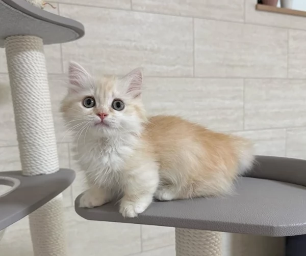 Gattini di razza Munchkin | Foto 0