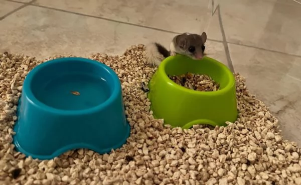 Minighiro Africano