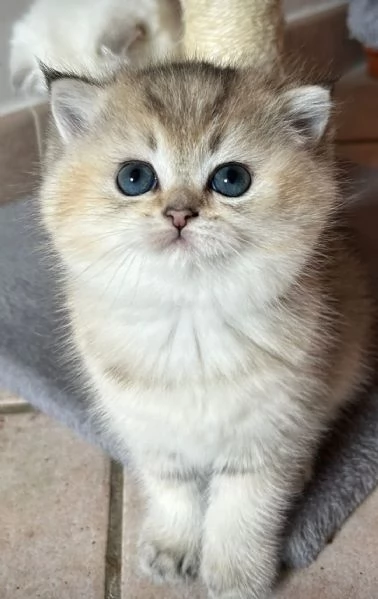 CUCCIOLI SCOTTISH STRAIGHT | Foto 6