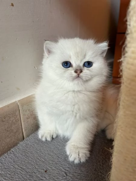 CUCCIOLI SCOTTISH STRAIGHT | Foto 5