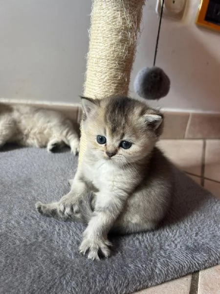 CUCCIOLI SCOTTISH STRAIGHT