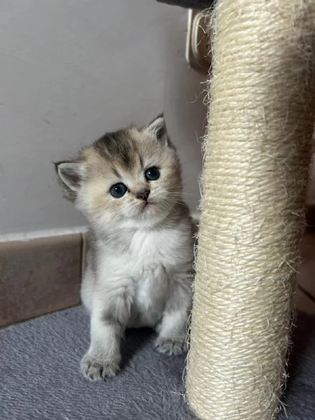 CUCCIOLI SCOTTISH STRAIGHT | Foto 3