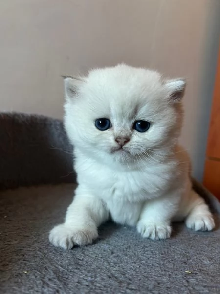 CUCCIOLI SCOTTISH STRAIGHT | Foto 1