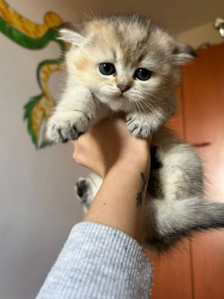 CUCCIOLI SCOTTISH STRAIGHT | Foto 1