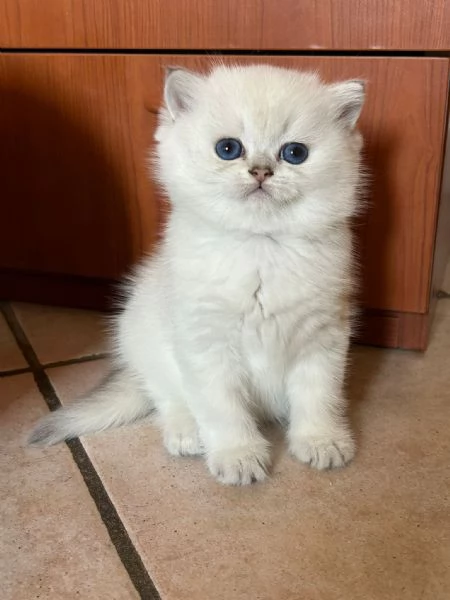 CUCCIOLI SCOTTISH STRAIGHT | Foto 0