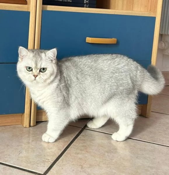 Cucciolo femmina Scottish Straight | Foto 4