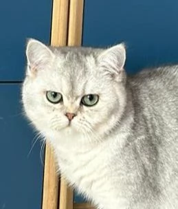 Cucciolo femmina Scottish Straight