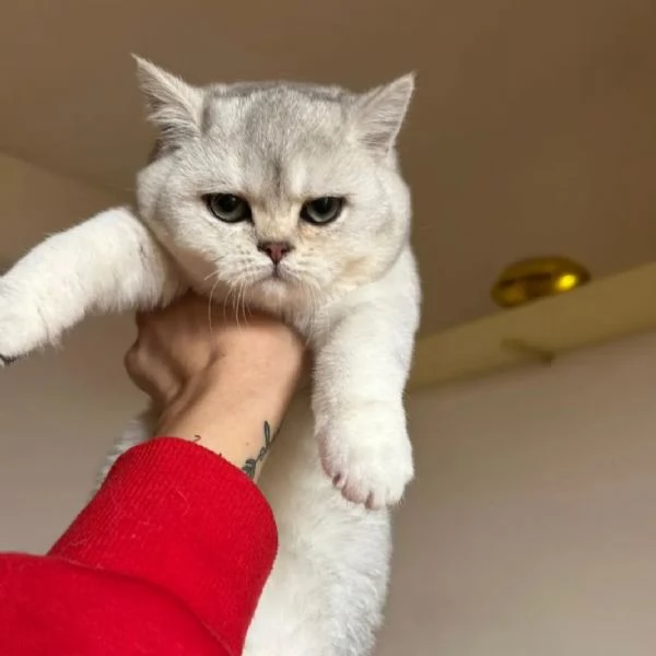 Cucciolo femmina Scottish Straight