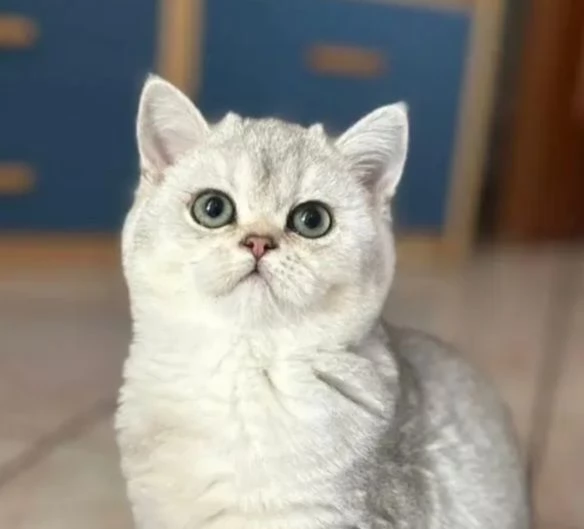 Cucciolo femmina Scottish Straight | Foto 2