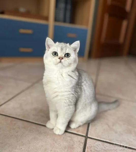 Cucciolo femmina Scottish Straight | Foto 1