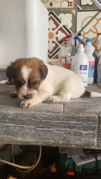 Regalo cuccioli  | Foto 2