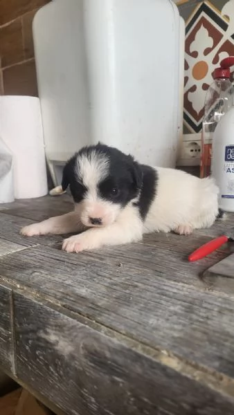 Regalo cuccioli  | Foto 0