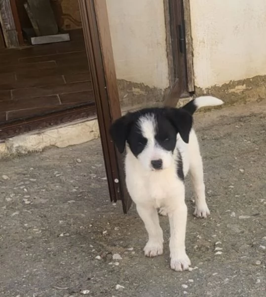 Regalo cuccioli  | Foto 0