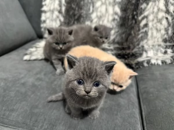 Gatti British shorthair | Foto 0