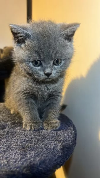 British Shorthair Cuccioli