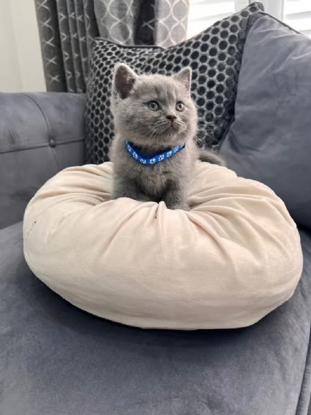 British shorthair