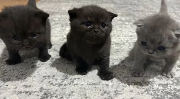Stupendi Cuccioli di british shorthair 