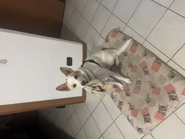 Regalo meticcio Blanco | Foto 0