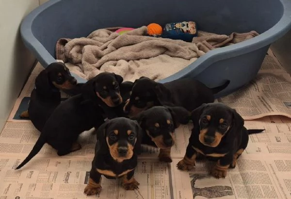 cuccioli di bassotto maschio e femmina | Foto 2