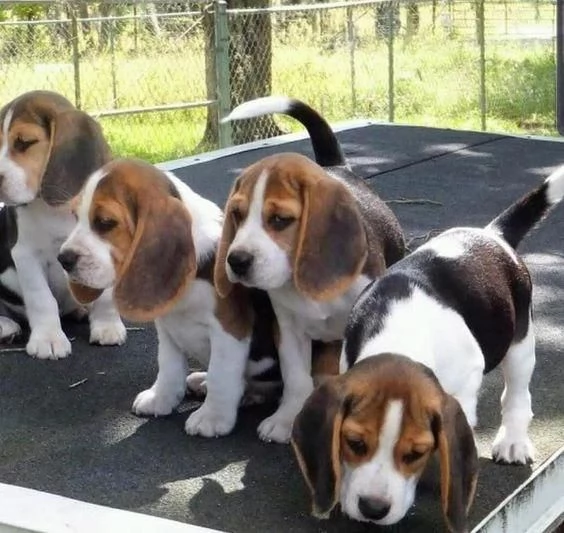 cuccioli di beagle maschi e femmine