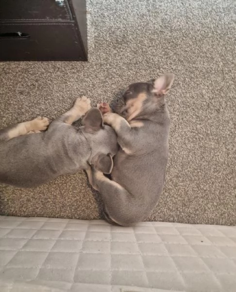 cuccioli di bulldog francese maschio e femmina