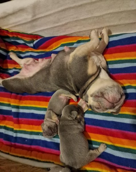 cuccioli di bulldog francese maschio e femmina | Foto 0