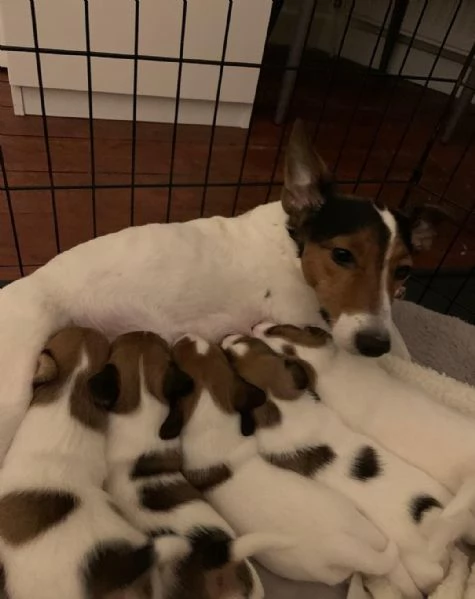 cuccioli di Jack Russel maschio e femmina