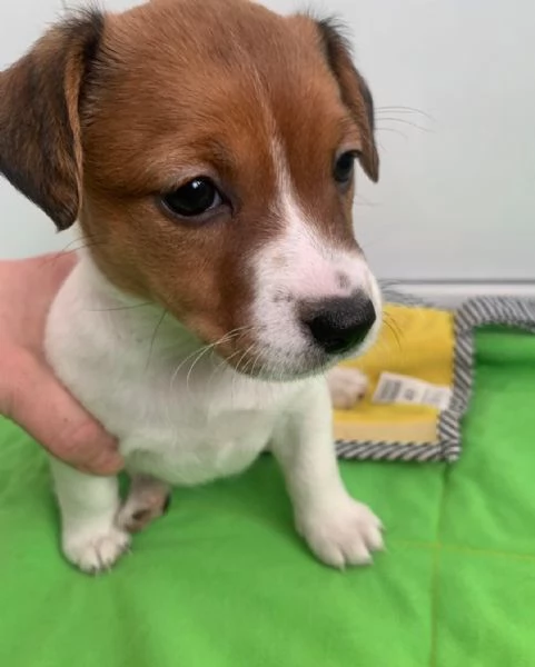 cuccioli di Jack Russel maschio e femmina | Foto 2